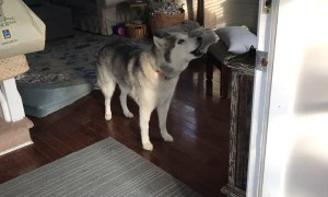Stubborn husky protests loudly when it's time for a walk