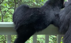 Hungry Cub Climbs Porch Banister