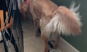 Doggy Cools Down Over Air Conditioning Vent