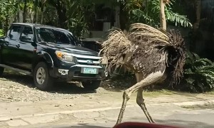 Strange Scenes as Ostrich Runs Down the Street