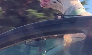 Floppy Doggo Enjoying Fast Car Ride