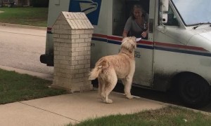 Reggie Taking a Rose to the Mail Lady
