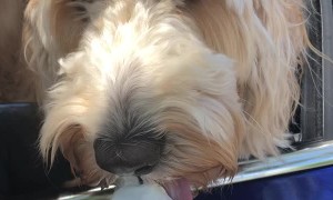 Second Dog Steals Summer Treat