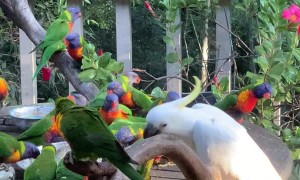 Cheeky Cockatoo Flings Lorikeets Away From Food Bowl