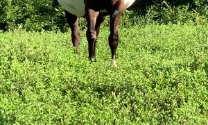 Pregnant Horse is Looking Huge