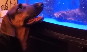 Boone the Dog and Biggie the Fish Playing Through the Glass