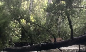 Kayaker Spots Deer Swimming in the Florida Forest