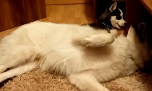Tiny husky puppy demands playtime with older brother