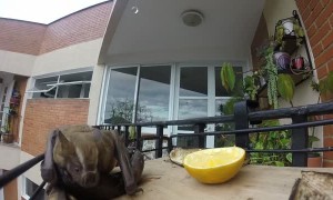 Close Up Footage of a Bat Eating Fruit