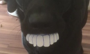 Lab's Smile is Fresh from the Dentist