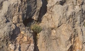 Bear Skillfully Scales Rock Face