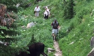 Moose Meanders Across Hiking Trail