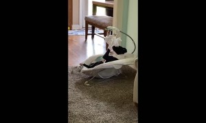 Dog Playfully Paws Toys in Baby Bed