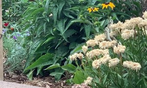 Dramatic Rattlesnake Combat Dance