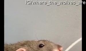 Pet Rat Needs to Charge it's Phone