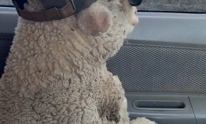 New Jackeroo On The Farm