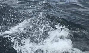 Turtle Gets Tossed Back