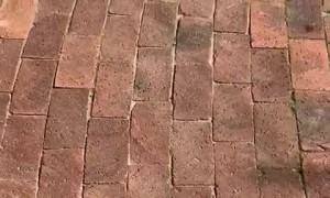 Cockatoo Imitates Cats and Dogs