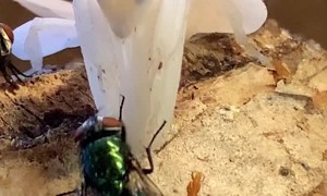 Orchid Mantis Feeding