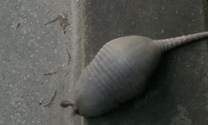 Armadillo Must Go Around Scared Human