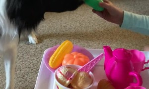 Doggy Having a Splendid Time at Tea Party