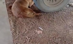 Human and Dog Scare Each Other