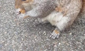 Feeding and Petting a Kind Wild Squirrel