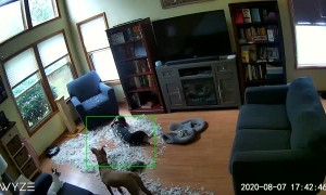 Dogs Destroy a Down Pillow While Owners Are Gone