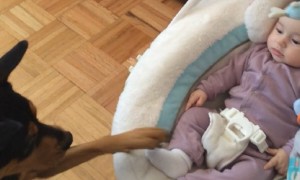 Dog amazingly trained to rock baby to sleep