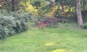 Cat and Deer Become Best Buds