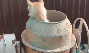 Husky Spinning in a Cement Mixer