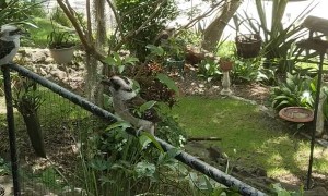 Kookaburras Struggle Over Snake Snack