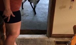 Neighbors Goat Knocks on Door and Comes Inside