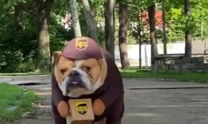 Bulldog wearing UPS costume hard at work delivering packages