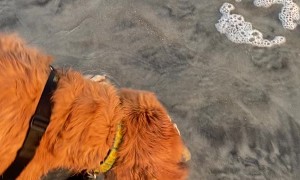 Bess and the Crab on the Beach