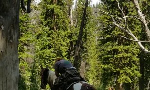 Aftermath of a Lighting Striking on a Large Tree in Wyoming