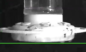 Bear Delicately Drinks Nectar From Hummingbird Feeder