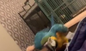 Parrot Doesn't Appreciate Nickname