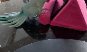 Parakeet Playing Peekaboo with Tablet