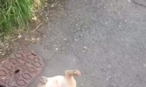 French Bulldog Refusing to Walk