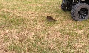 Raccoon Runs into a Wheel