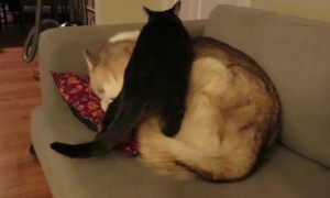 Cat decides that the best spot to sleep is on top of the dog