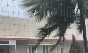 Wind Whipped Palm Tree Waves by Balcony