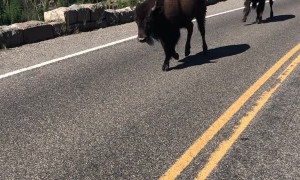 Bunch of Bison Running Down the Road