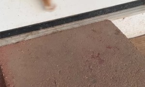 Puppy's Doggie Door Triumph