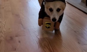 United Pawcel Service