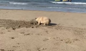 Simon the French Bulldog Digs the Beach