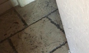 Doggy Spins Straight Into Wall
