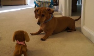 Dachshund puppy meets toy look-alike and it's too adorable