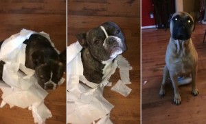 French Bulldog hilariously gets outed by supposed best friend
